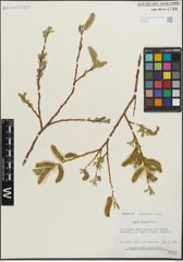 Foto von Salix lemmonii Bebb